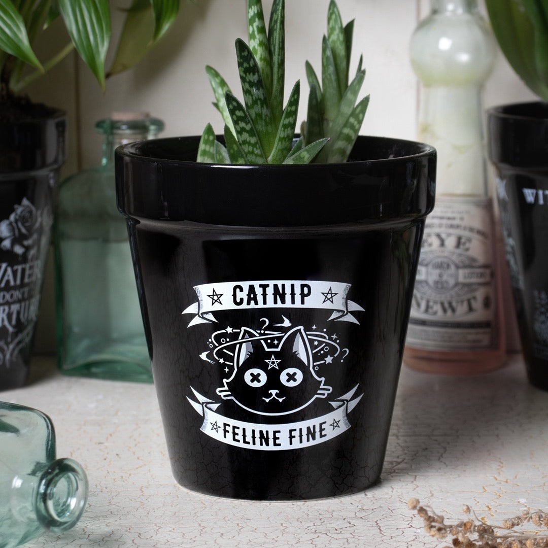 Catnip Plant Pot - Goth Mall